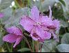 <em>Epilobium latifolium</em>